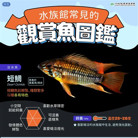 觀賞魚品種|觀賞魚圖鑑